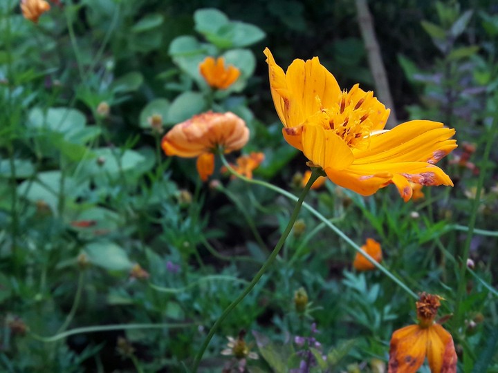 yellow flower