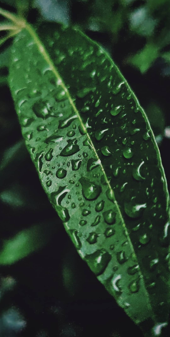 Rain wallpaper