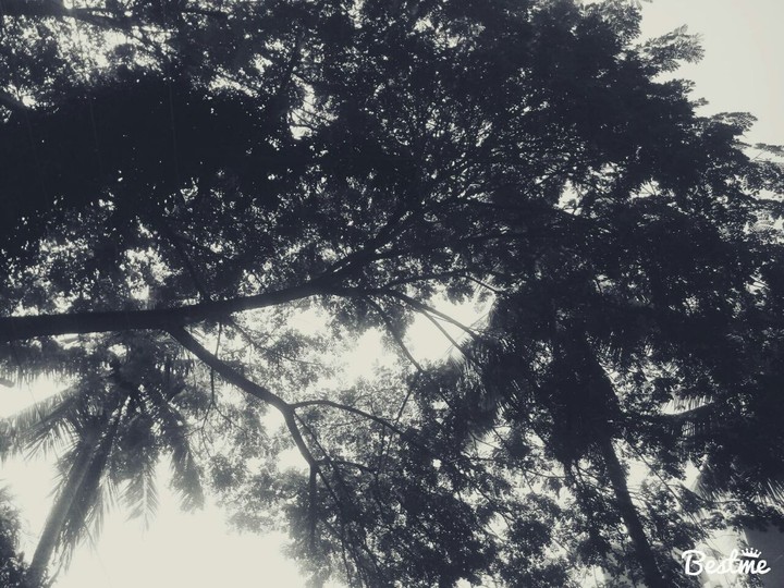 nature in black and white