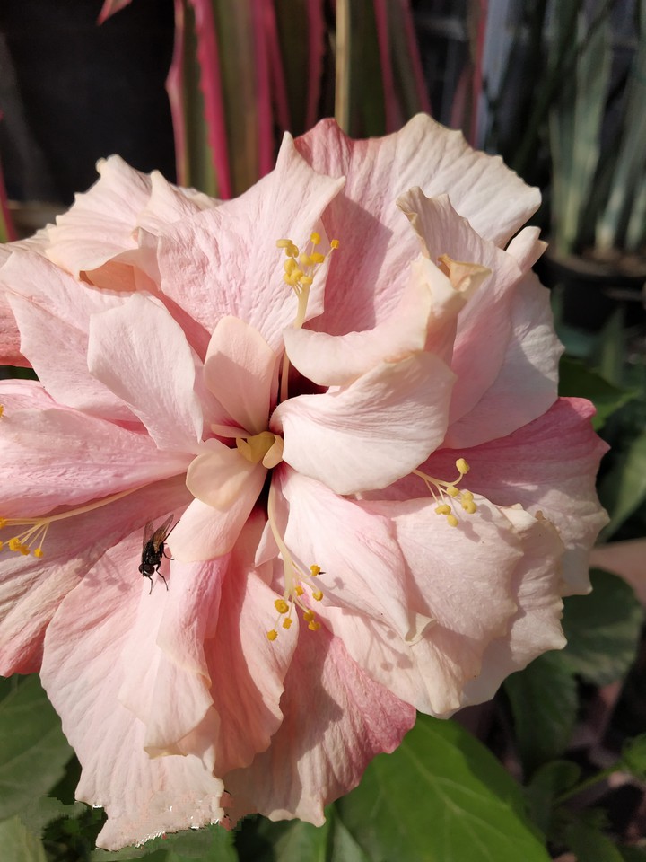 Hibiscus