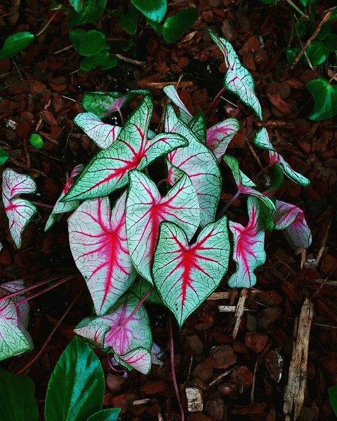 ταπετσαρίες plant, leaf