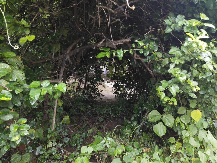tree like cave