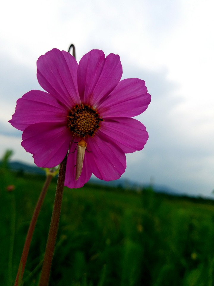 cosmos