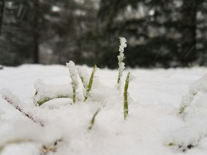 frozen wonderland