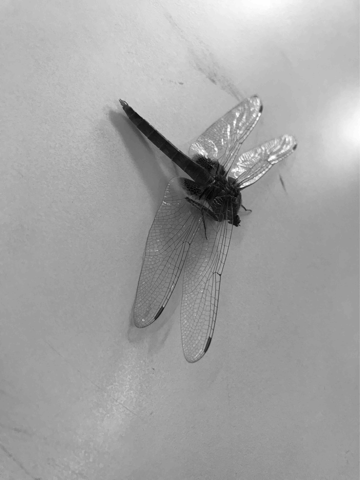 dragonfly #nature#dragonflies#blacknwhite