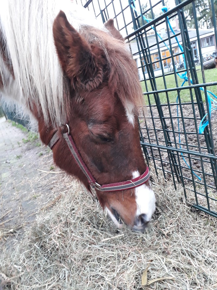 horse