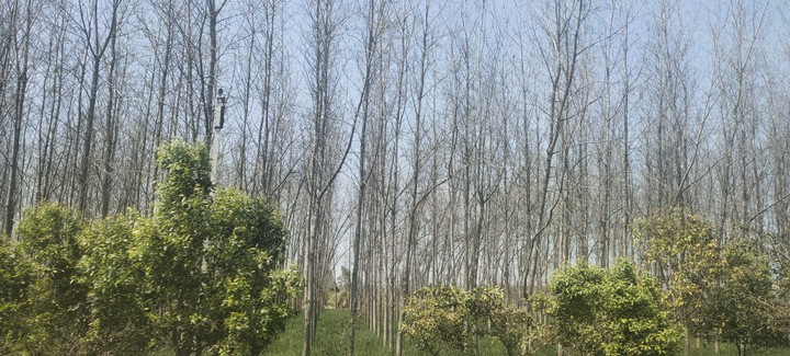 trees
