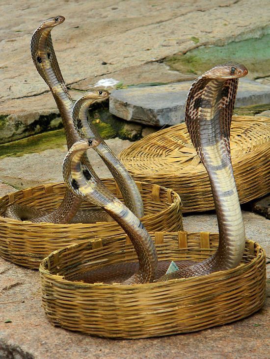 king cobras