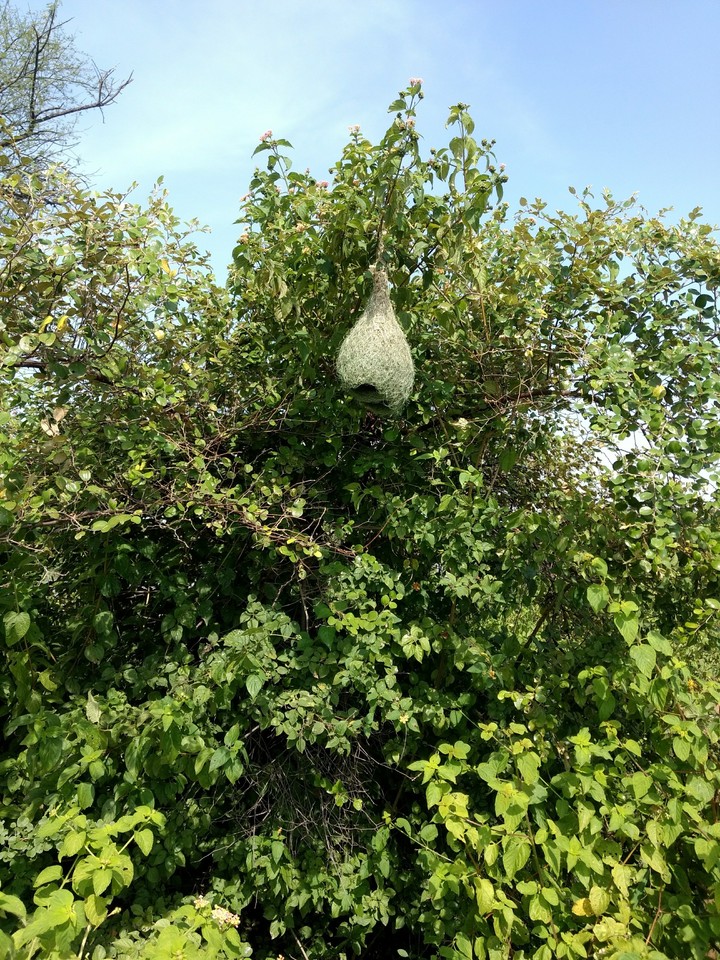 feel the nature