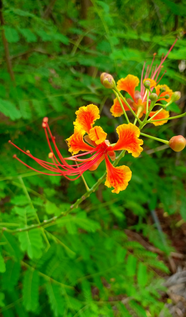 Golden red