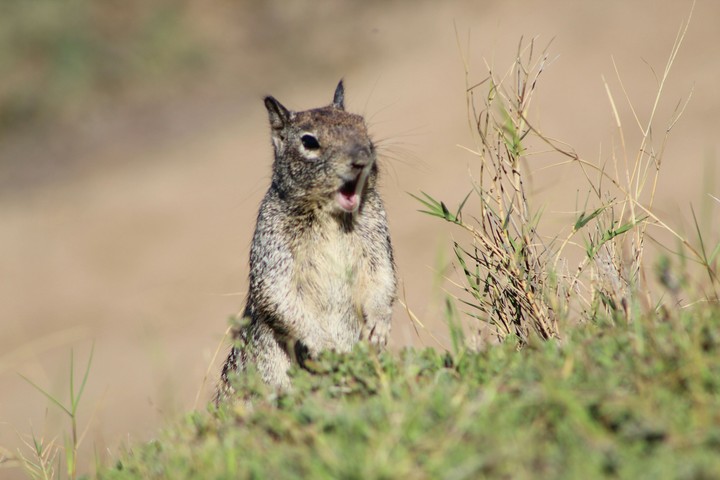 A beautiful squirrel asking for privacy!