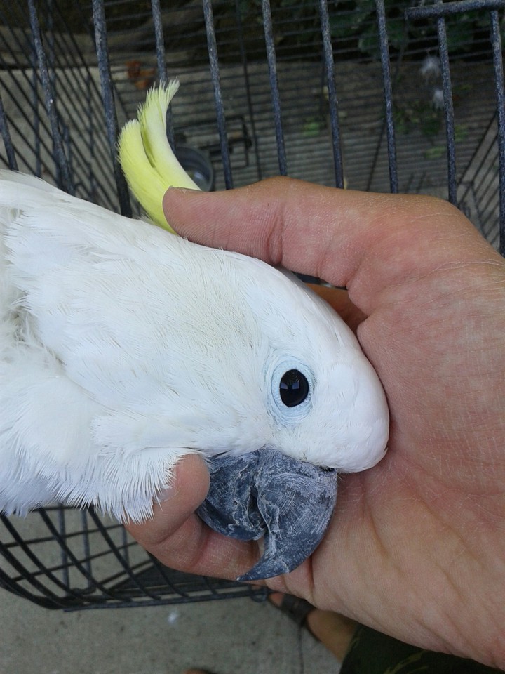 cockatoo
