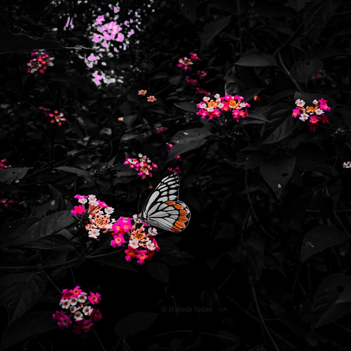 butterfly and flower with black theme