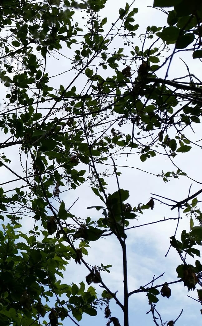 tree
