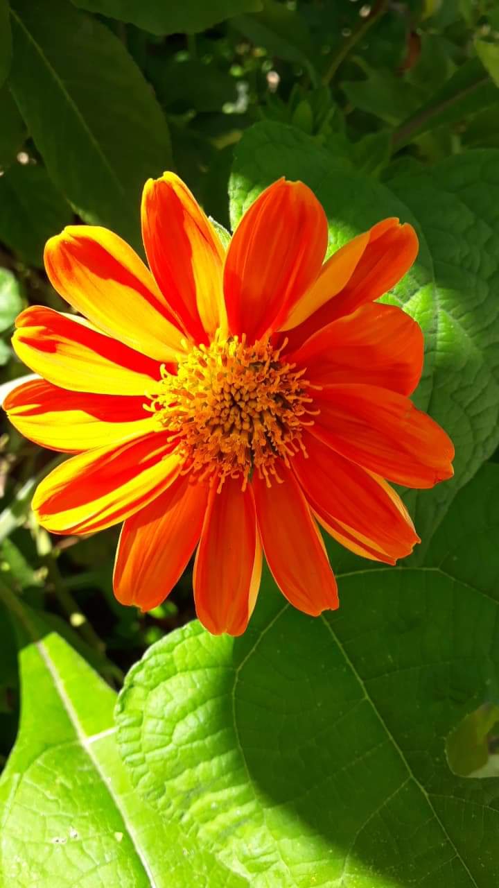 Orange flower so nice