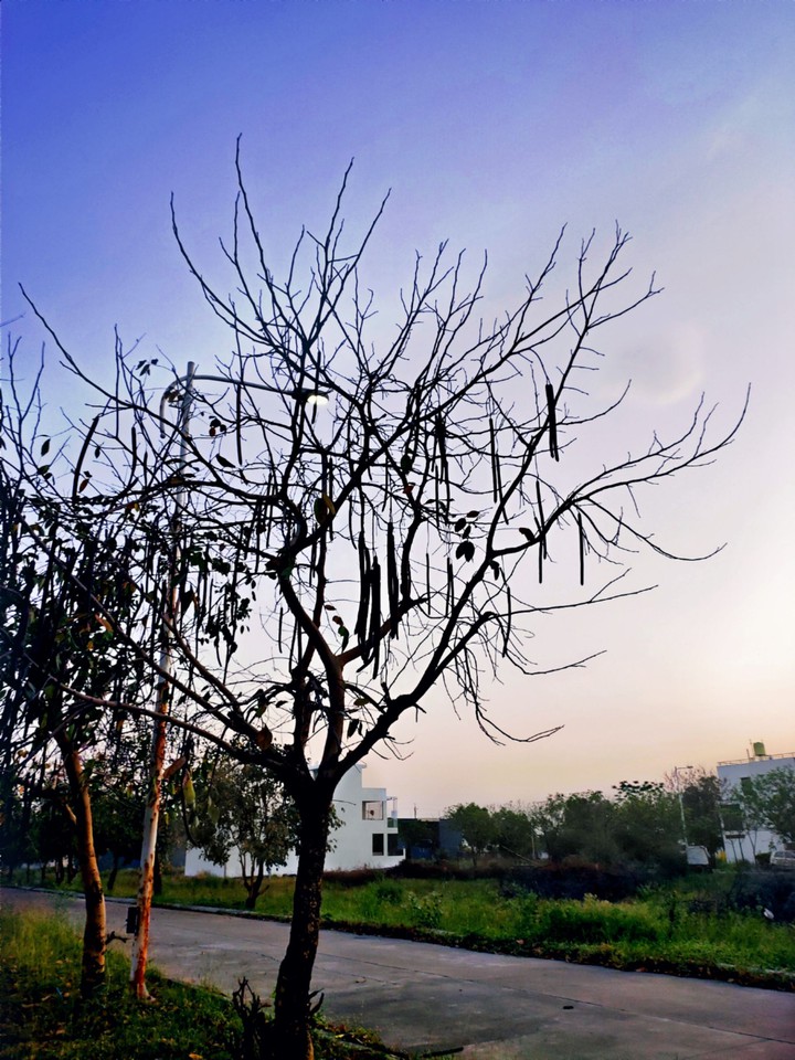 Blooming sky
