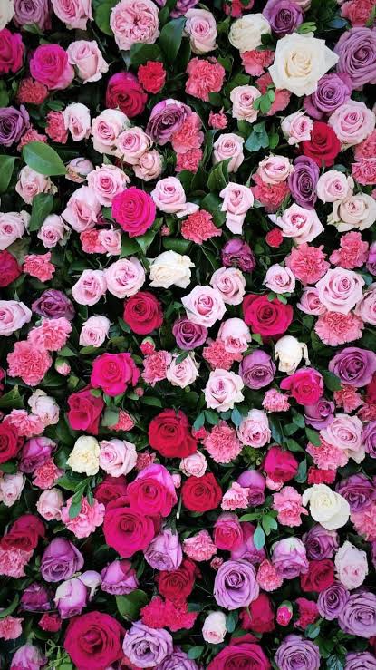 roses002