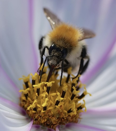 flower, Pollen桌布