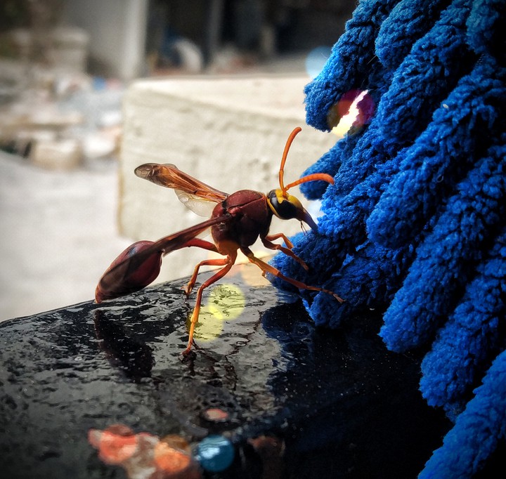 flying insect