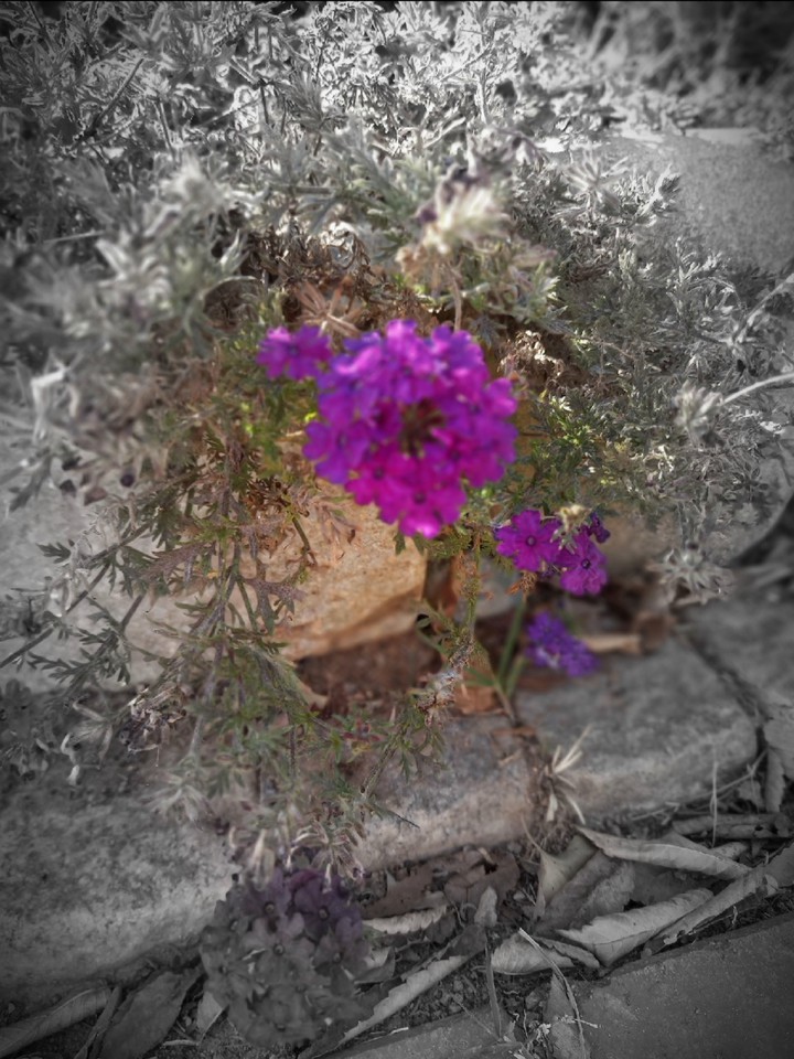 beauiful flower