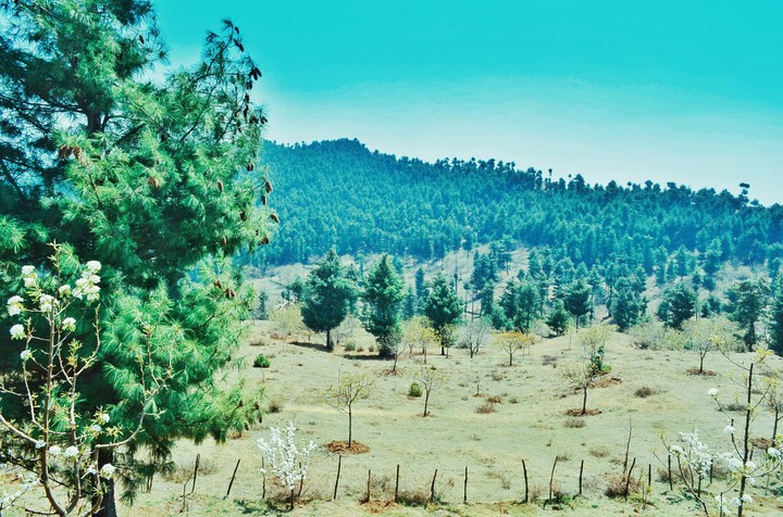 Tral Kashmir