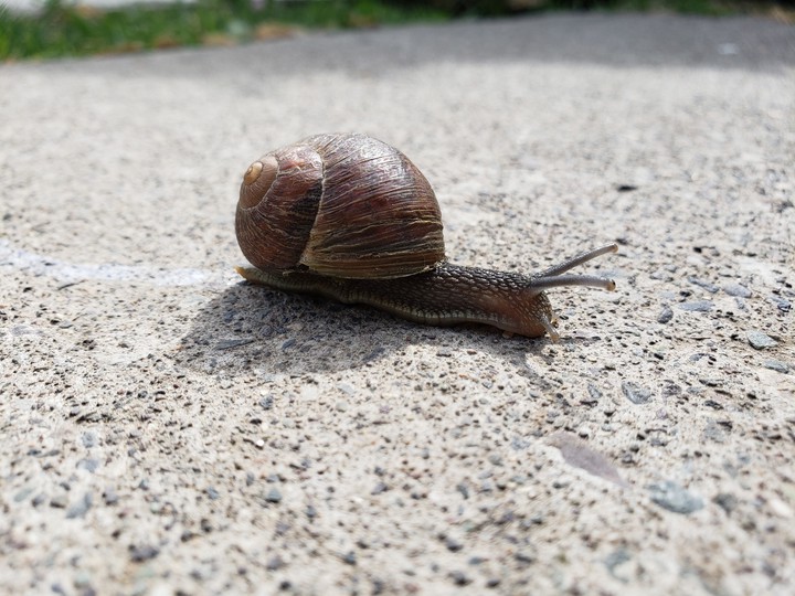 snail