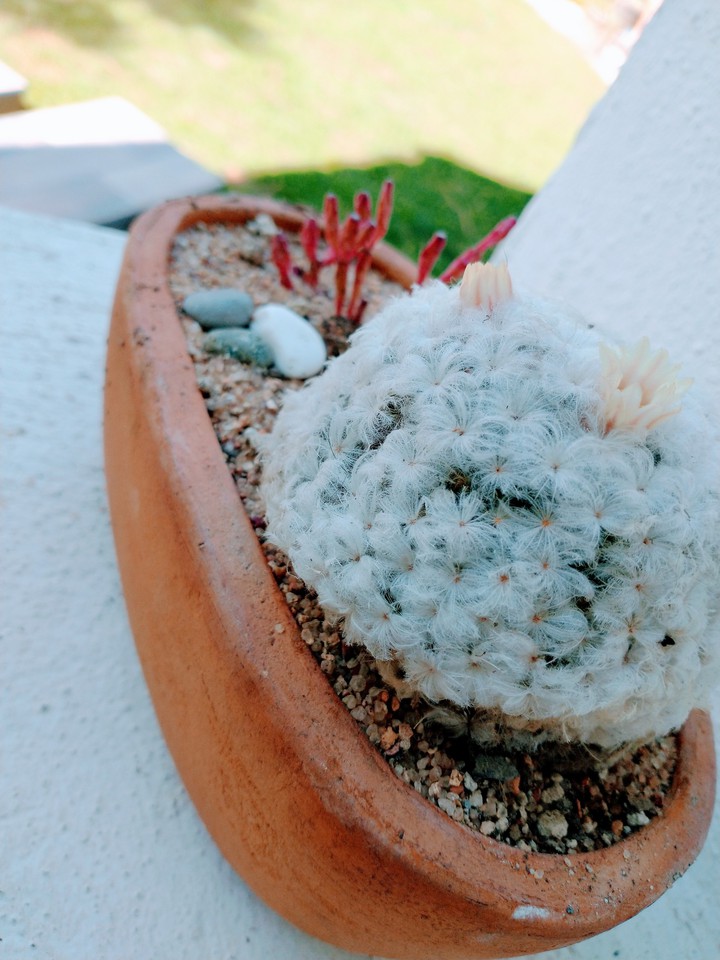 Bonito ?