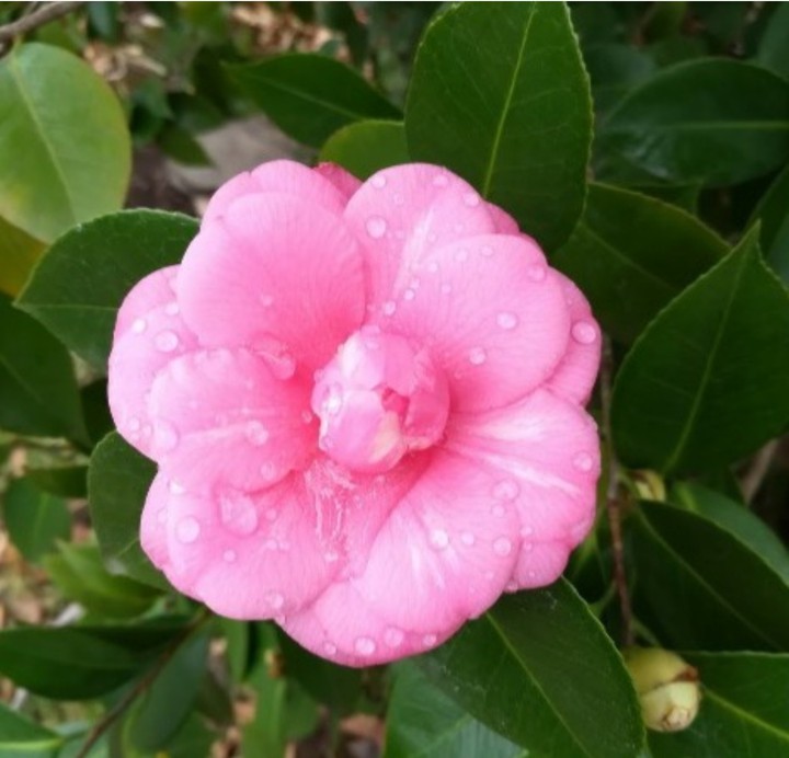 Winter Bloom