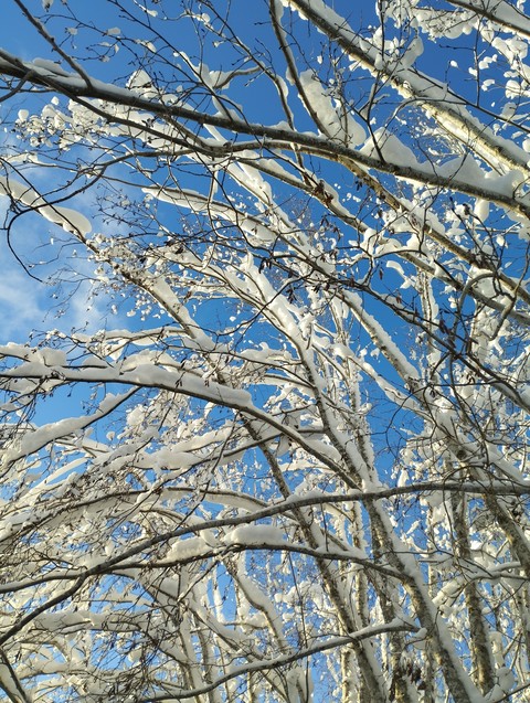 тапети deciduous, trunk