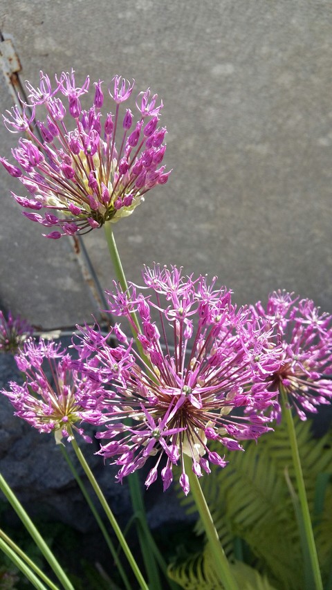 spring, chives wallpapers