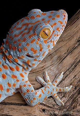 lagarto colorido