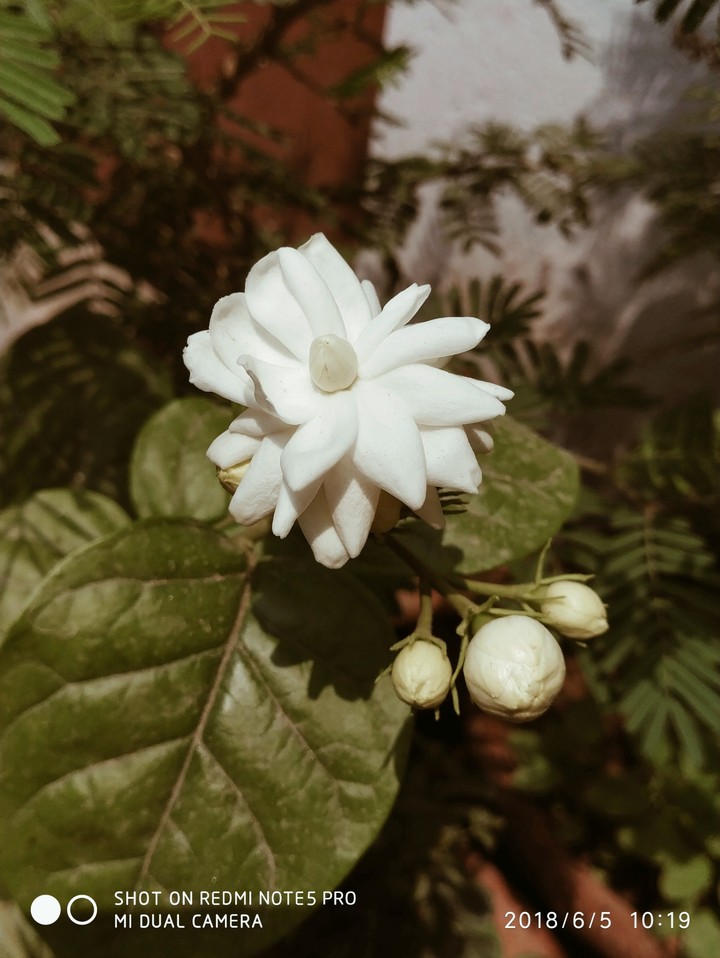 flower