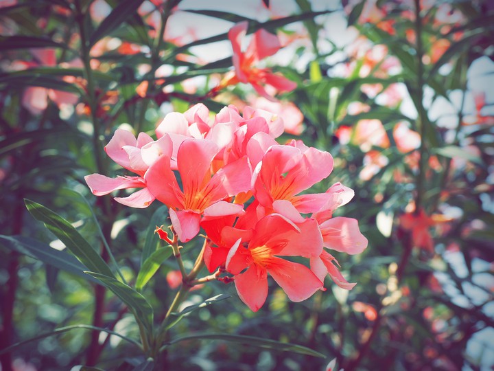 flowers