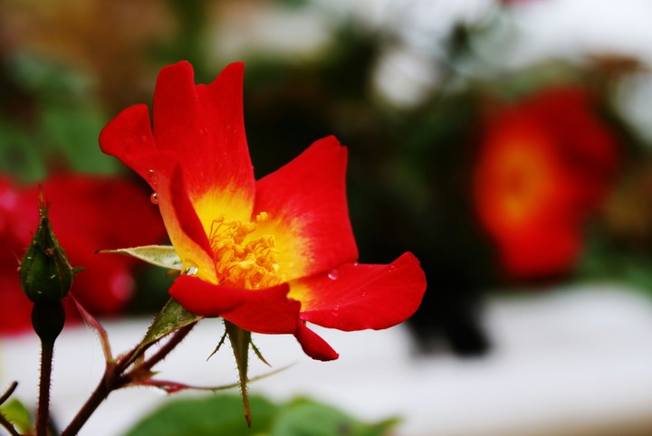 rose