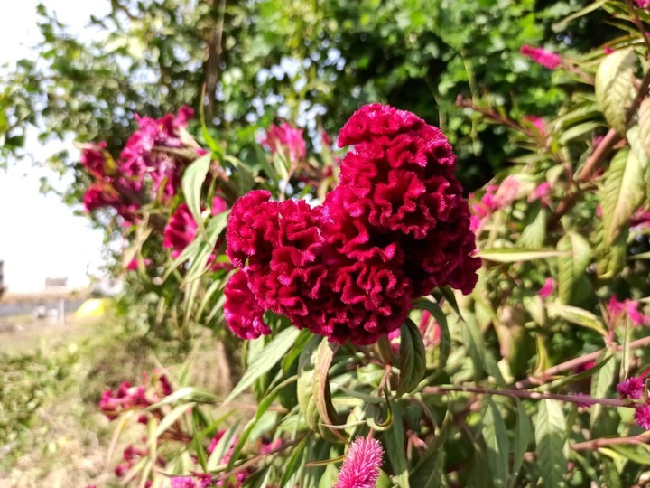 Rose