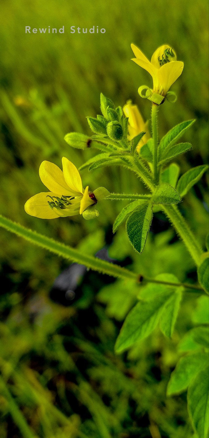 The Flower