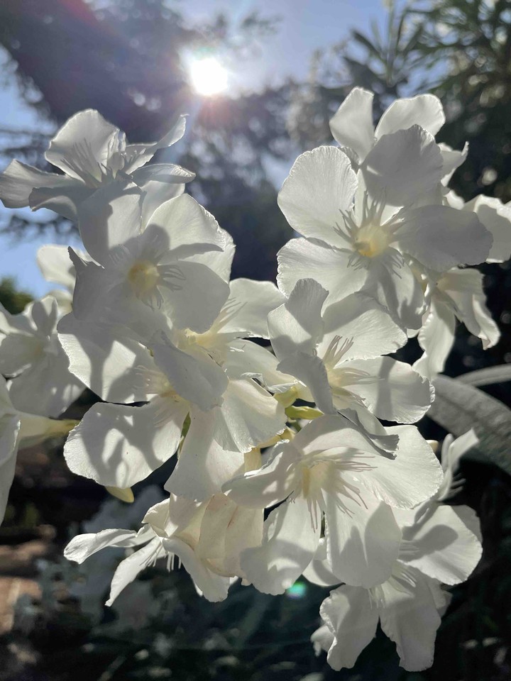 flores de verano