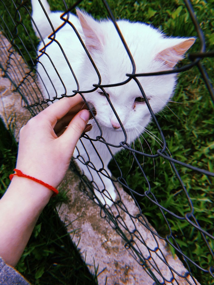White Cat 