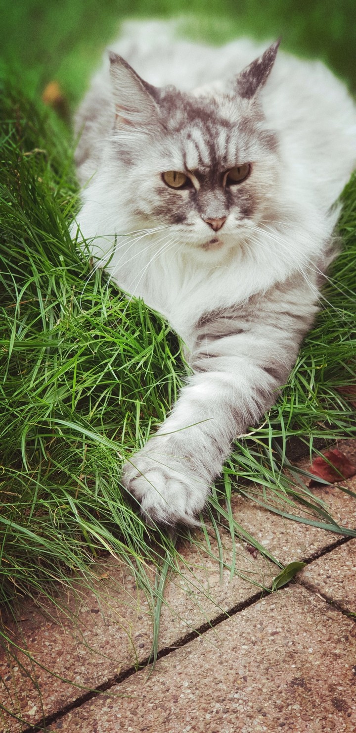 Nikita
