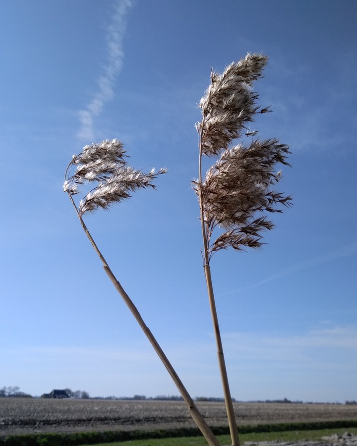 reeds in the spring time