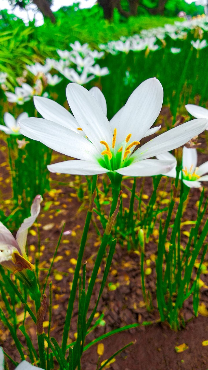 lovely flower