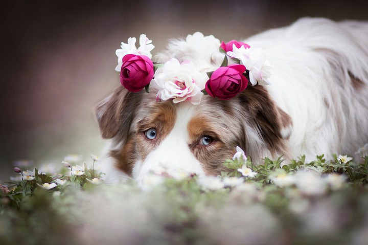 #Cute dog