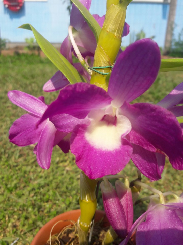 bela orquídea