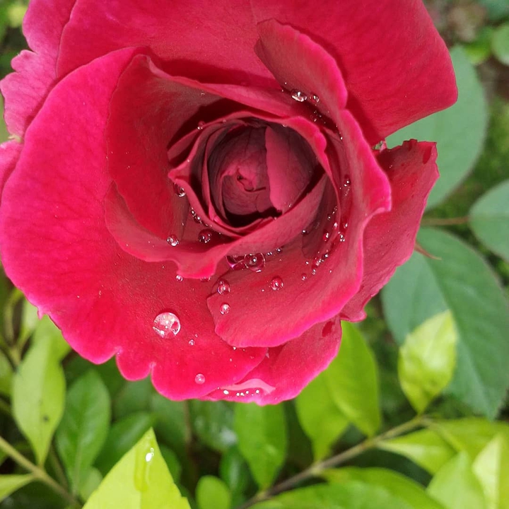 red rose