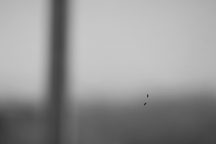 Fly on the window
