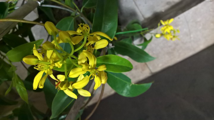 My flowers