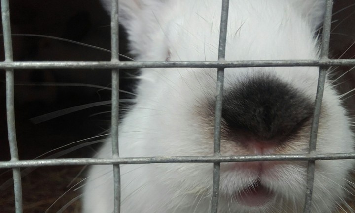 cute rabbit