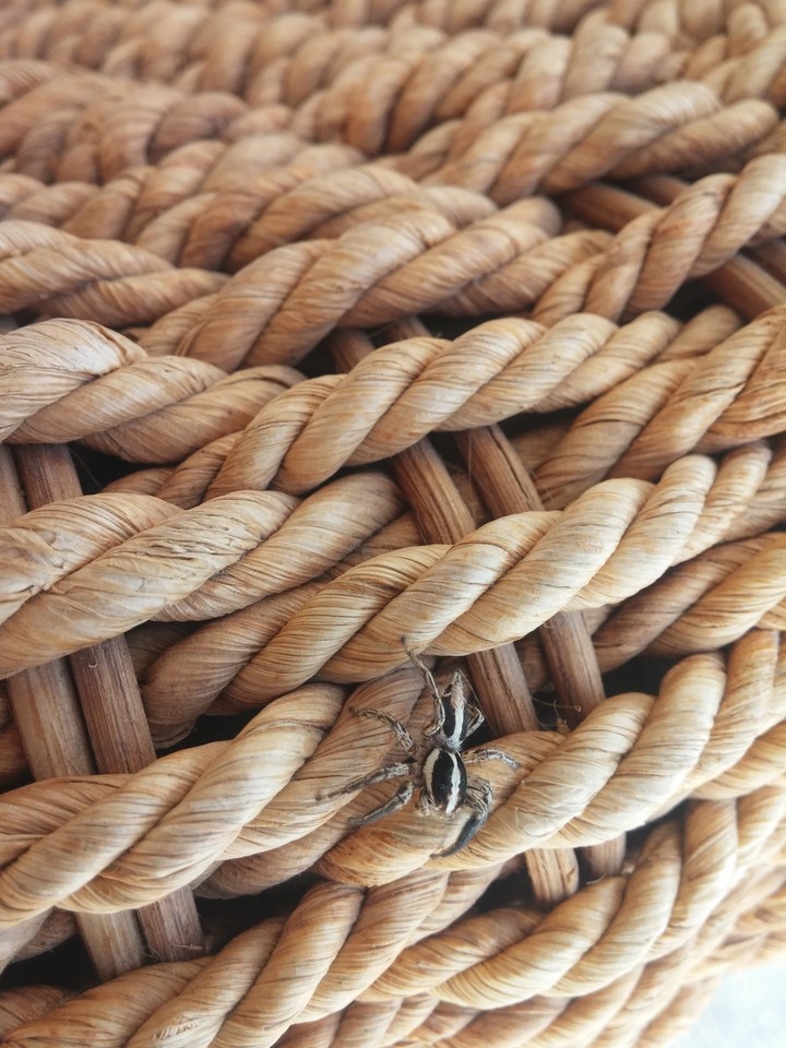 Spider and wicker