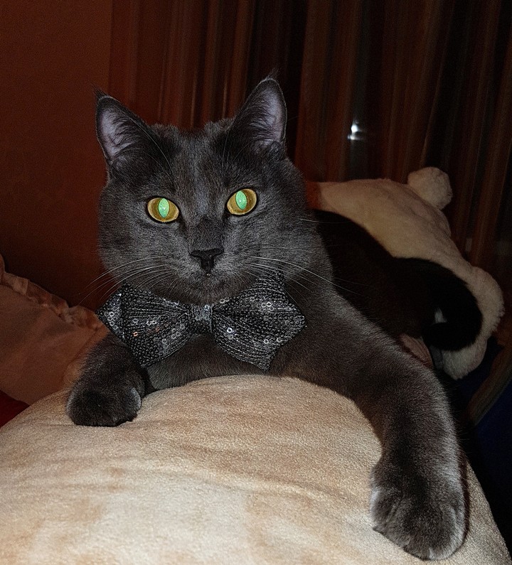 Мой любимый кот.