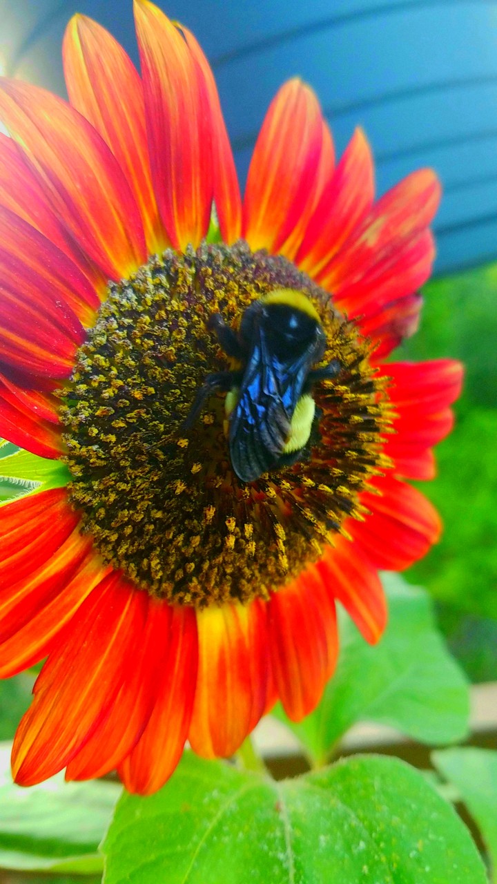 Bumble bee Sunflower